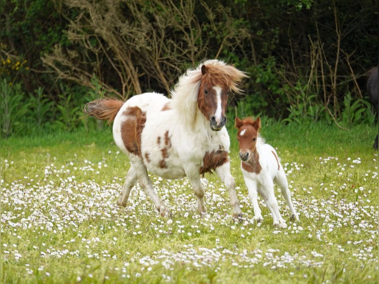 Falabella Mix Mare 5 years 7.2 hh  in kerry