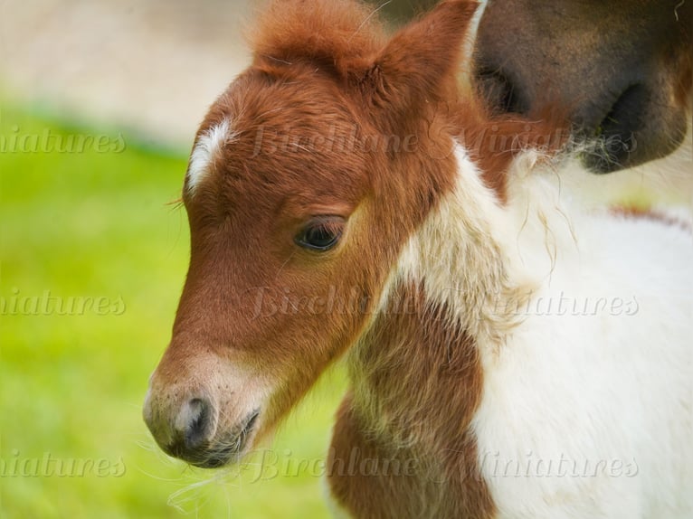 Falabella Mix Mare 5 years 7.2 hh  in kerry