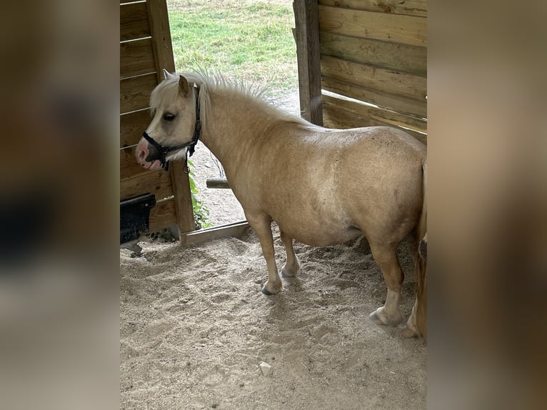 Falabella Mare 7 years 7.1 hh Palomino in Trignac
