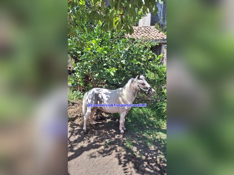 Falabella Mix Mare 7 years 7,3 hh Pinto in Solarino