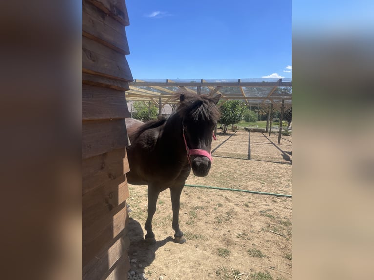 Falabella Merrie 10 Jaar 85 cm Bruin in Gödöllő