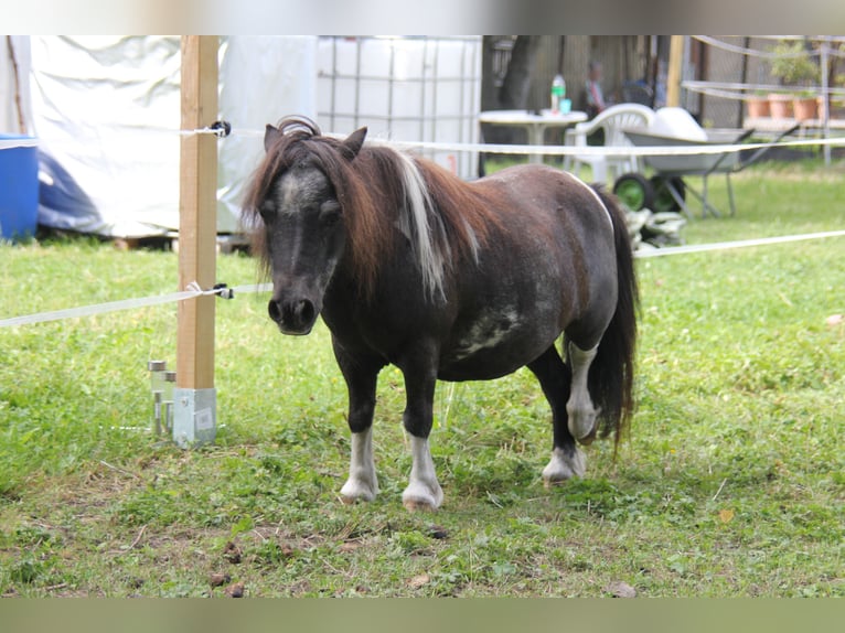 Falabella Merrie 16 Jaar 76 cm Gevlekt-paard in Landsberg