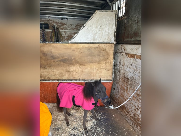 Falabella Merrie 1 Jaar 65 cm Zwart in Solarino