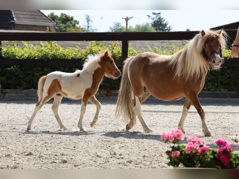 Falabella Merrie 1 Jaar 85 cm Gevlekt-paard in Alt Tucheband