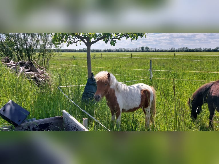 Falabella Merrie 1 Jaar 85 cm Gevlekt-paard in Alt Tucheband