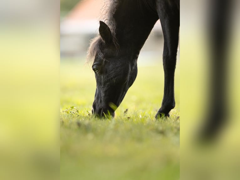Falabella Merrie 1 Jaar Zwart in Sint Nicolaasga