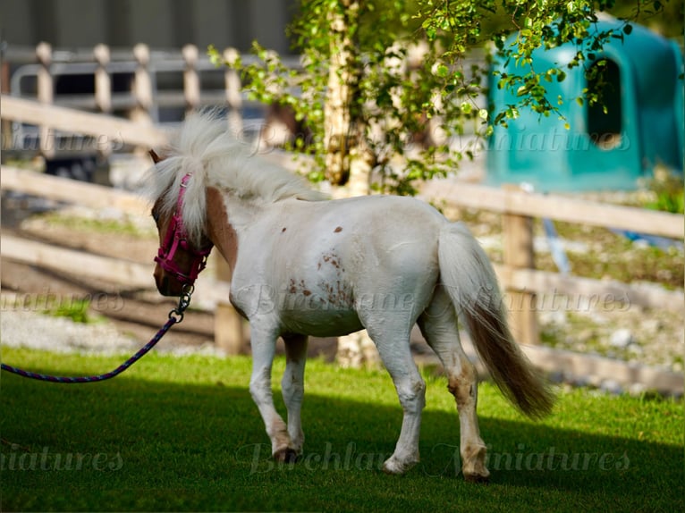 Falabella Mix Merrie 2 Jaar 74 cm Tobiano-alle-kleuren in kerry