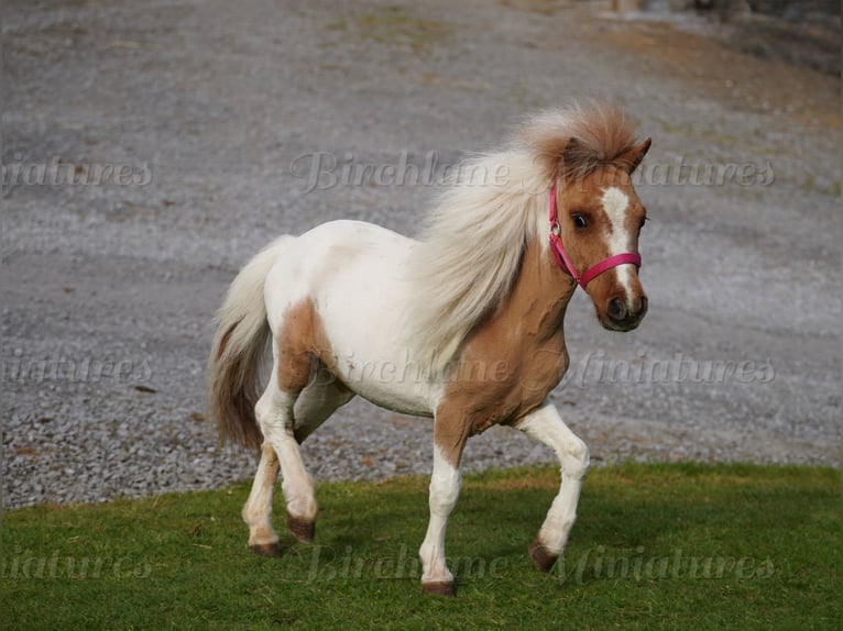 Falabella Mix Merrie 2 Jaar 74 cm Tobiano-alle-kleuren in kerry
