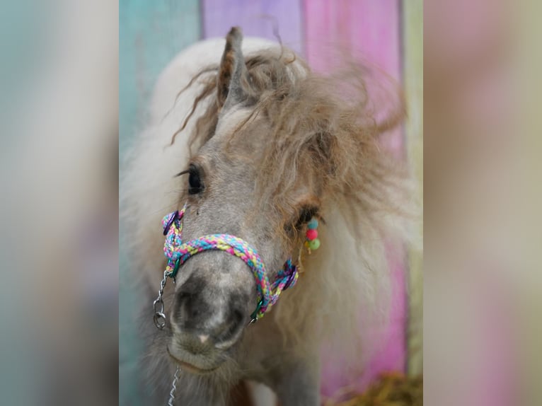 Falabella Merrie 2 Jaar 76 cm  in kerry