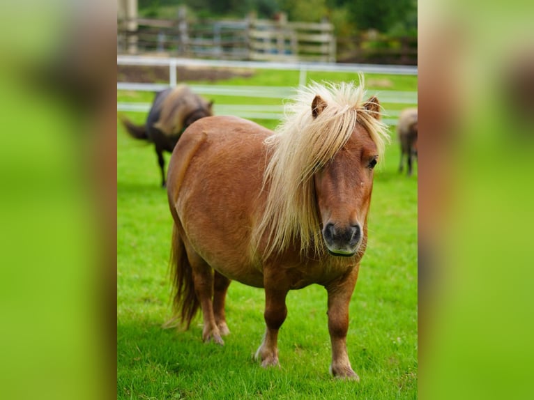 Falabella Merrie 2 Jaar 76 cm  in kerry