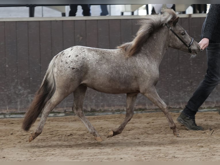 Falabella Merrie 2 Jaar 90 cm in Bad Bentheim