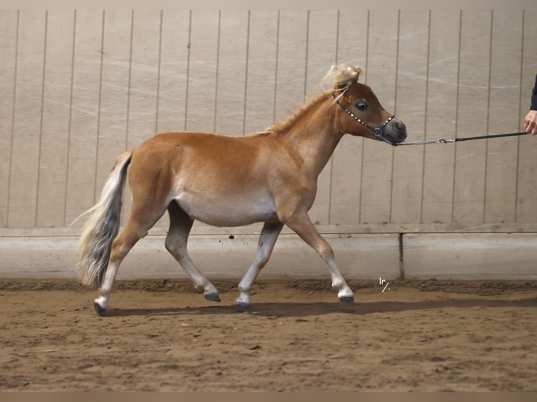 Falabella Merrie 2 Jaar in Grobbendonk