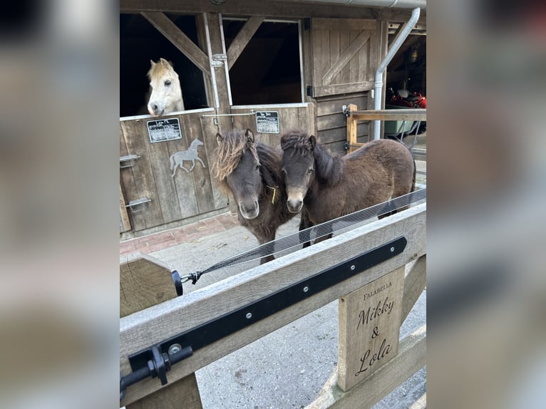 Falabella Merrie 3 Jaar 88 cm  in Zuna