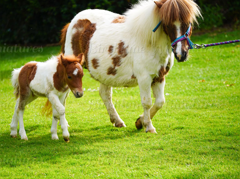 Falabella Mix Merrie 5 Jaar 79 cm  in kerry