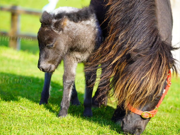 Falabella Merrie 5 Jaar 79 cm  in kerry
