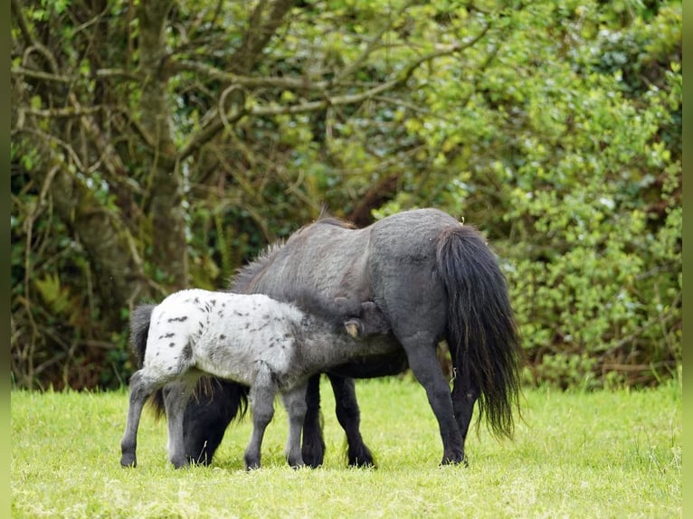 Falabella Merrie 5 Jaar 79 cm  in kerry