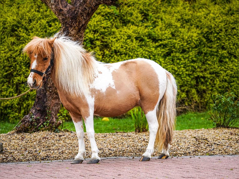 Falabella Mix Merrie 5 Jaar 86 cm  in kerry