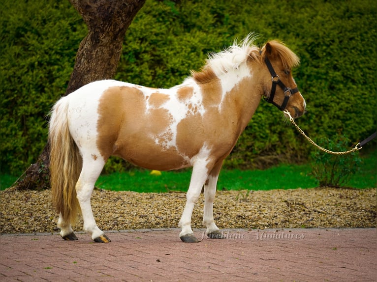 Falabella Mix Merrie 5 Jaar 86 cm  in kerry