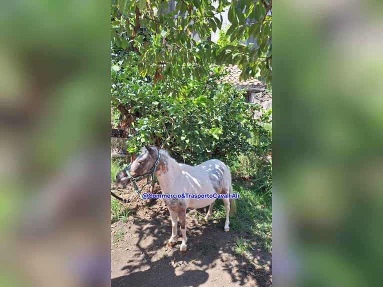 Falabella Mix Merrie 7 Jaar 80 cm Gevlekt-paard in Solarino