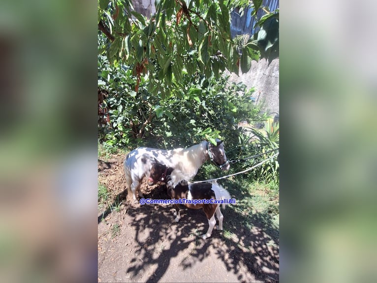 Falabella Mix Merrie 7 Jaar 80 cm Gevlekt-paard in Solarino