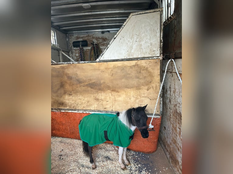 Falabella Ogier 1 Rok 65 cm Srokata in Solarino