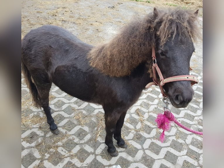 Falabella Ogier 1 Rok 75 cm Ciemnogniada in Upgant-Schott