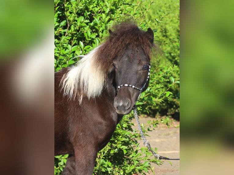 Falabella Ogier 1 Rok Tobiano wszelkich maści in GROBBENDONK