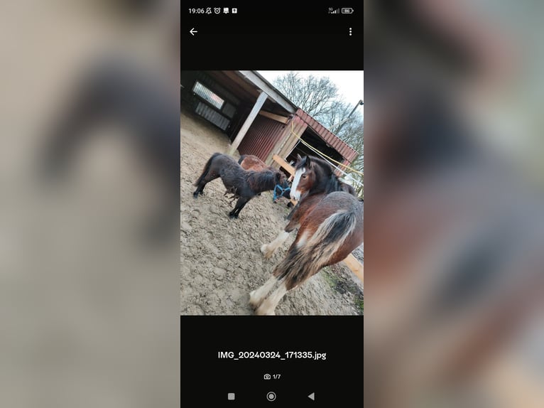 Falabella Ogier 2 lat 80 cm Kara in Leezdorf