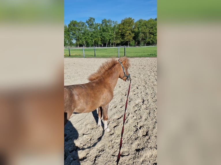 Falabella Ogier 4 lat 90 cm Kasztanowata in Schüttorf