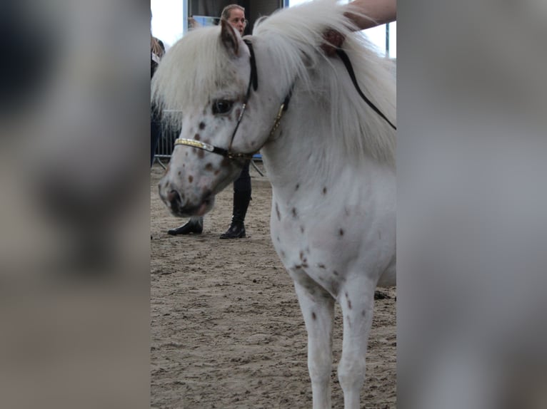 Falabella Ogier 8 lat 85 cm Tarantowata in Nijverdal