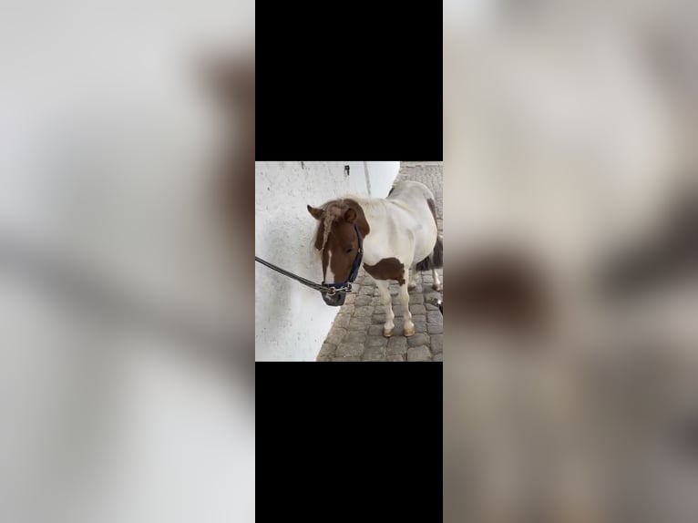 Falabella Ruin 8 Jaar 89 cm Gevlekt-paard in M&#xFC;nzenberg