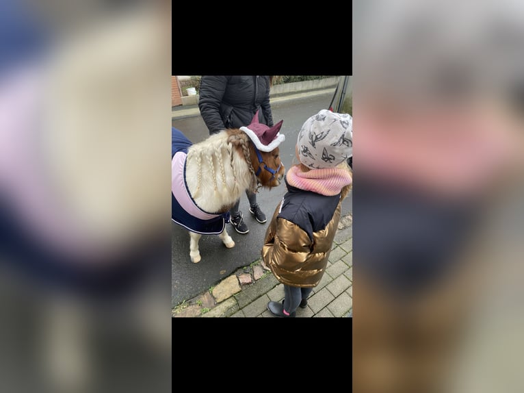 Falabella Ruin 8 Jaar 89 cm Gevlekt-paard in M&#xFC;nzenberg