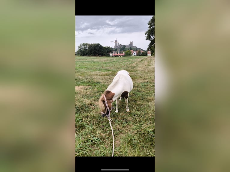 Falabella Ruin 8 Jaar 95 cm Gevlekt-paard in M&#xFC;nzenberg