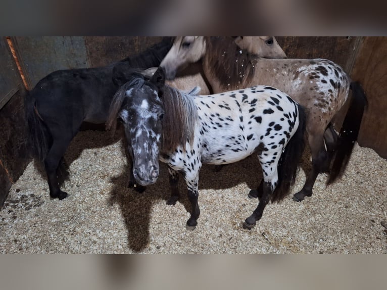 Falabella Mestizo Semental 1 año 73 cm Atigrado/Moteado in Solarino