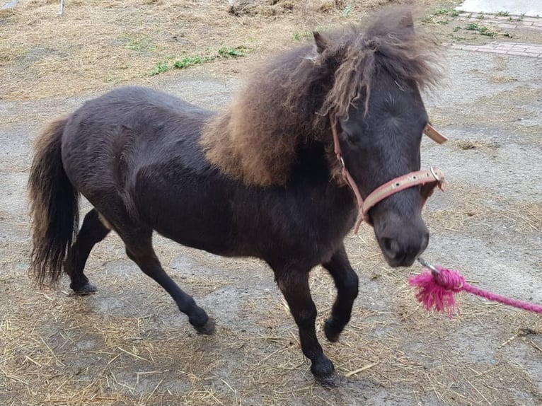 Falabella Semental 1 año 75 cm Castaño oscuro in Upgant-Schott