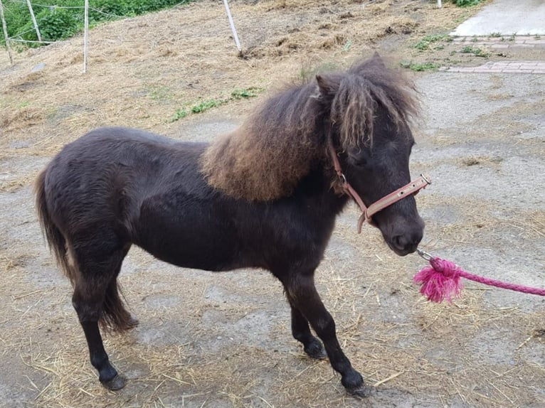 Falabella Semental 1 año 75 cm Castaño oscuro in Upgant-Schott
