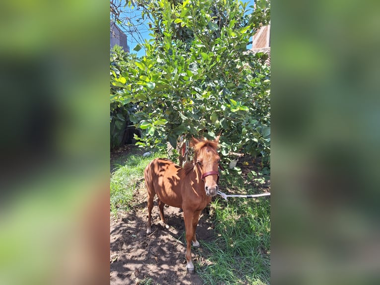 Falabella Mestizo Semental 1 año 80 cm Alazán in Solarino