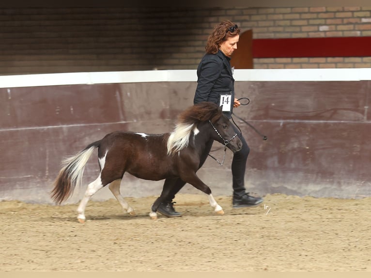 Falabella Semental 1 año Tobiano-todas las-capas in GROBBENDONK