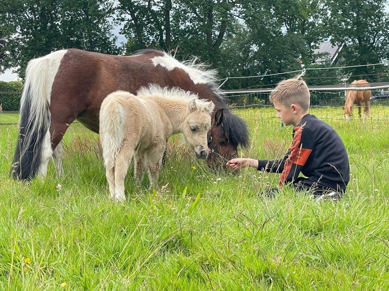 Falabella Semental 2 años 78 cm Palomino in Sint Nicolaasga
