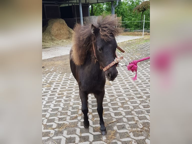 Falabella Stallion 1 year 7.1 hh Bay-Dark in Upgant-Schott
