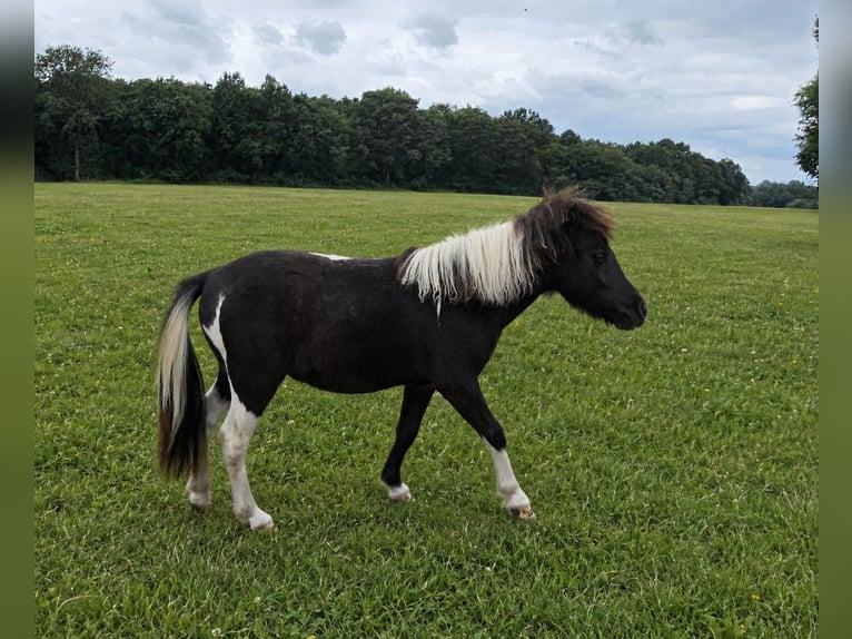 Falabella Stallion 1 year Tobiano-all-colors in GROBBENDONK