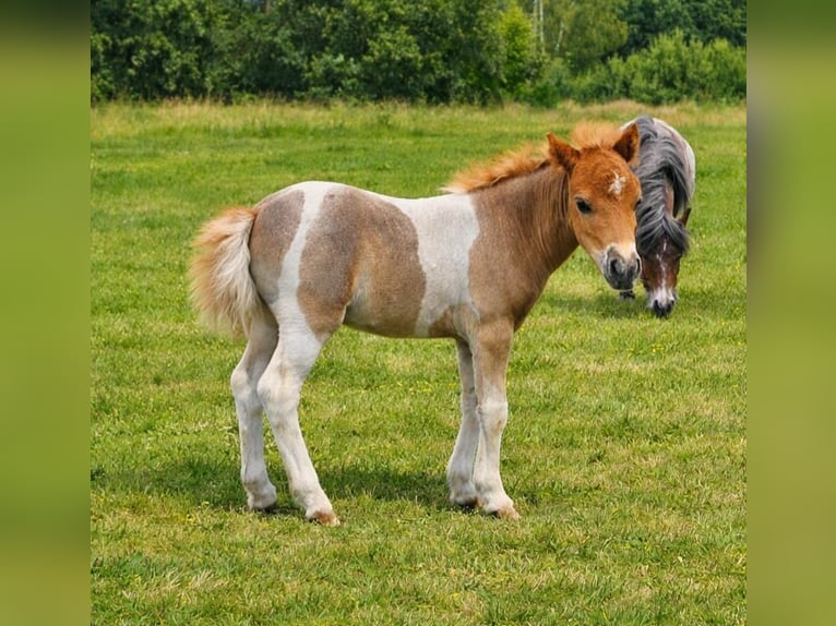 Falabella Stallion 1 year Tobiano-all-colors in GROBBENDONK