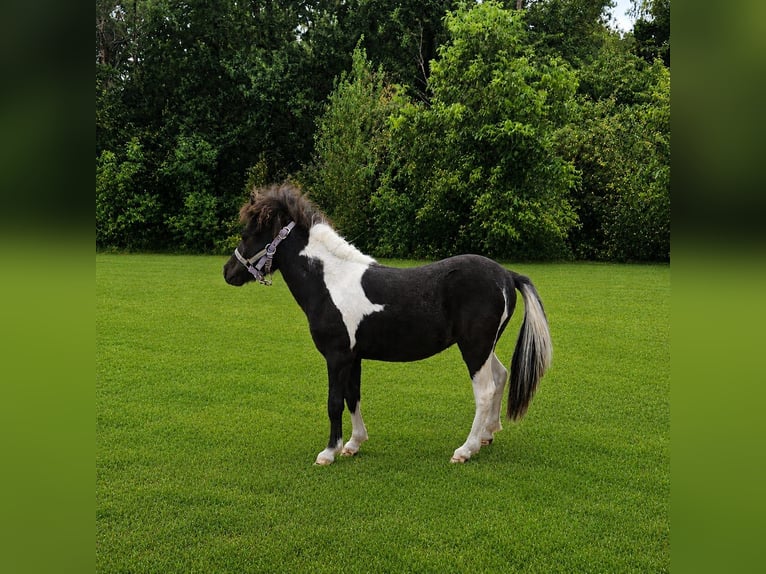Falabella Stallion 1 year Tobiano-all-colors in GROBBENDONK