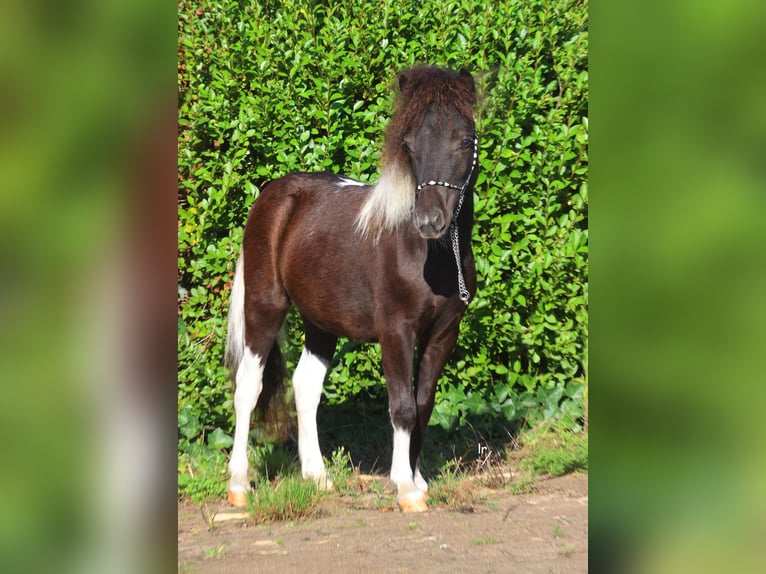 Falabella Stallion 1 year Tobiano-all-colors in GROBBENDONK