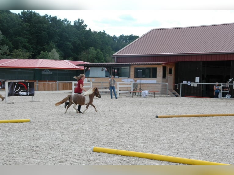 Falabella Stallion 2 years 7.2 hh Chestnut-Red in Kahla