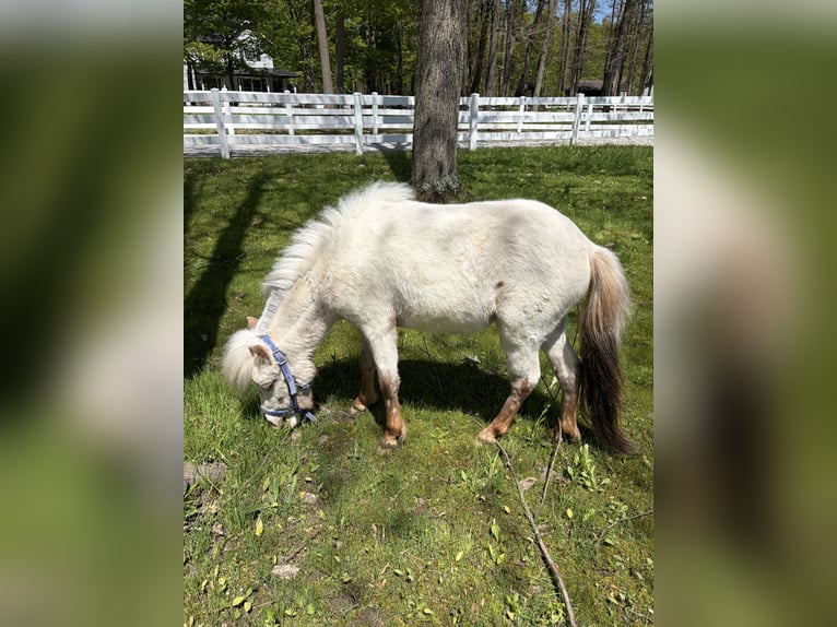 Falabella Stallion 2 years 7 hh  in Middlefield