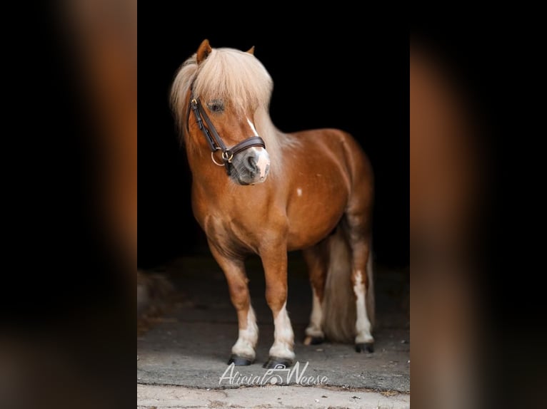 Falabella Stallion 2 years 7,2 hh Chestnut-Red in Kahla