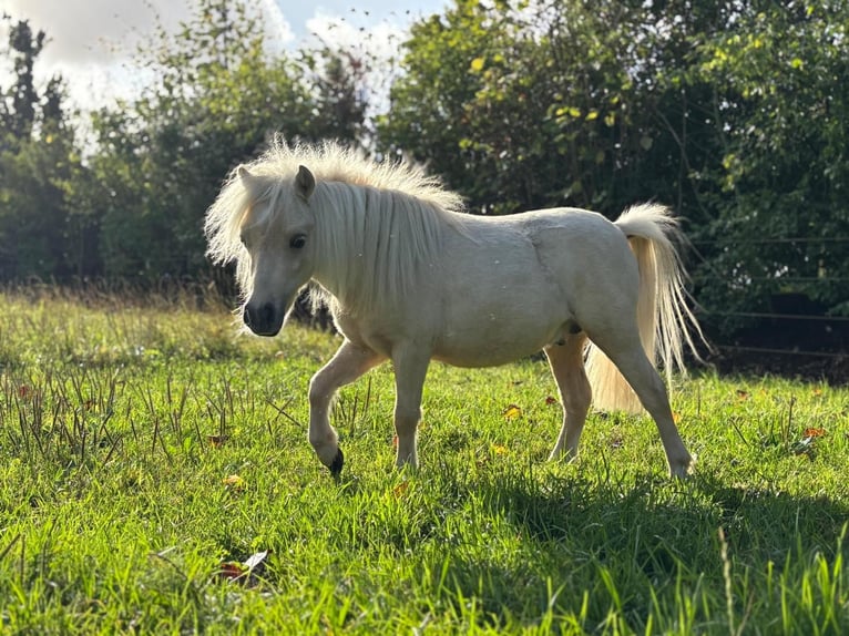 Falabella Stallion 2 years 7,2 hh Palomino in Sint Nicolaasga