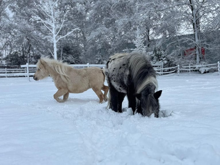 Falabella Stallion 2 years 7,2 hh Palomino in Sint Nicolaasga