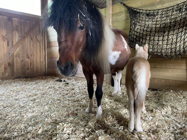 Falabella Stallion 2 years 7,2 hh Palomino in Sint Nicolaasga